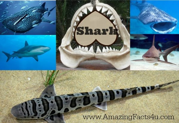 Shark - Amazing Facts 4 u