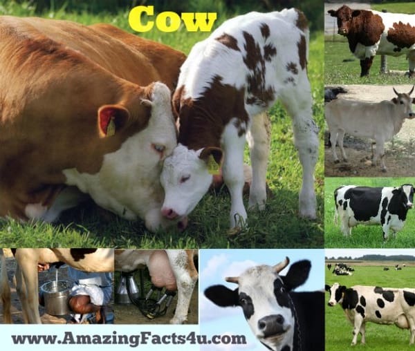 Cow - Amazing Facts 4 u
