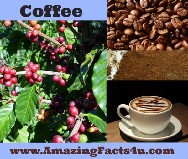 Coffee - Amazing Facts 4 u