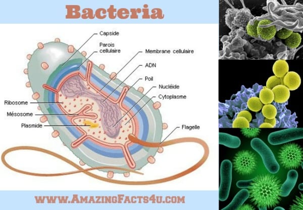 Bacteria (Part 1) - Amazing Facts 4 u