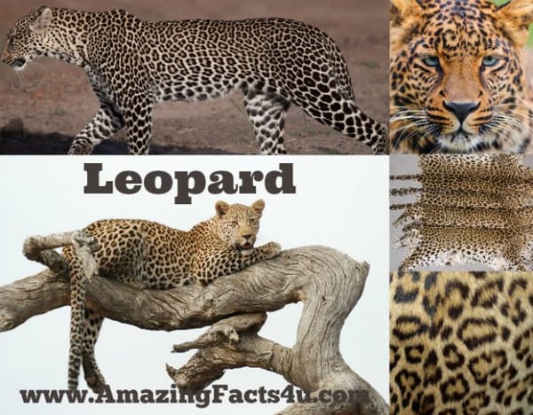 Leopard - Amazing Facts 4 u