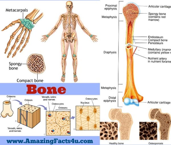 Bones - Amazing Facts 4 u