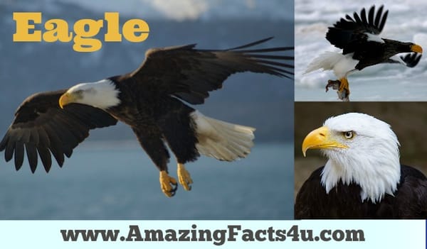 Eagle - Amazing Facts 4 u
