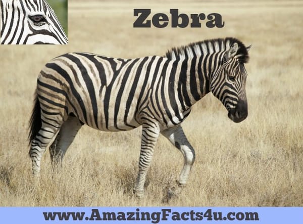 Zebra - Amazing Facts 4 u