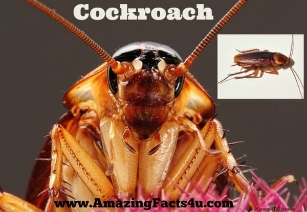 Cockroach - Amazing Facts 4 u