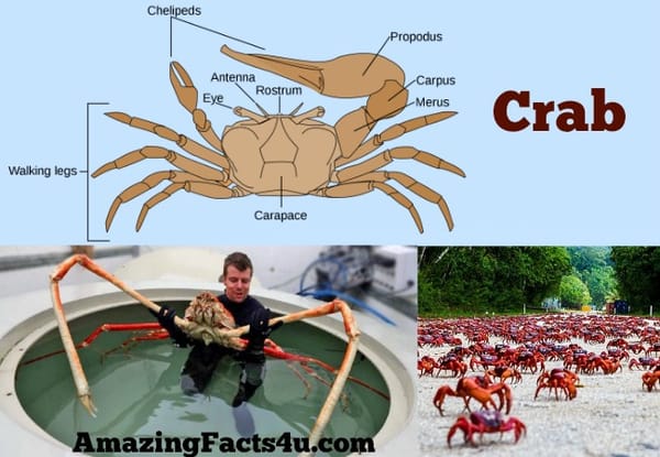 Crab Amazing facts