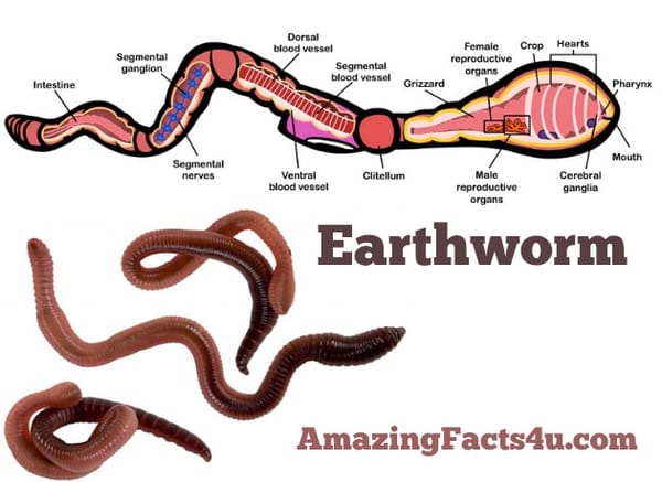 Earthworm Amazing facts