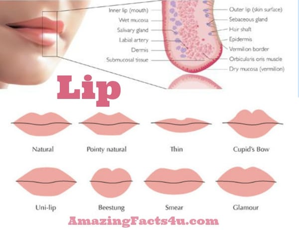 Lip Amazing Facts