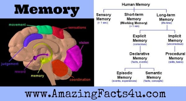 Memory Amazing Facts