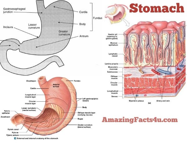 Stomach Amazing facts