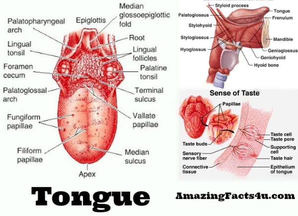 Tongue Amazing facts