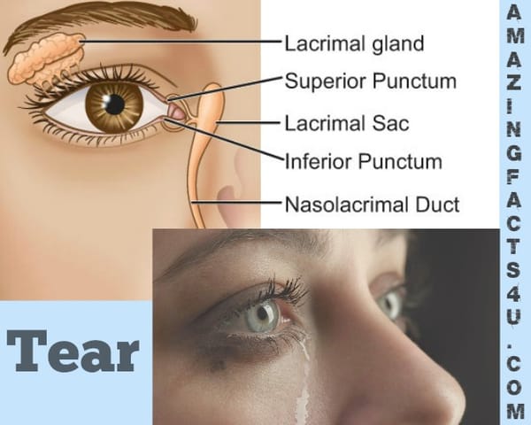 Tear Amazing facts