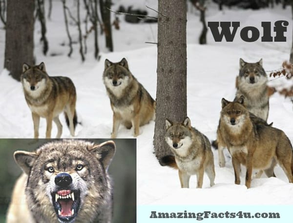 Wolf Amazing Facts