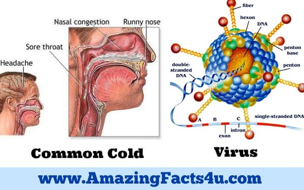Common Cold Amazing facts