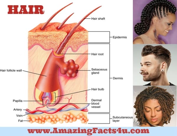 Amazing Facts Hair