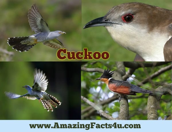 amazing-facts-cuckoo