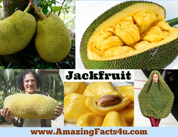 amazing-facts-jackfruit