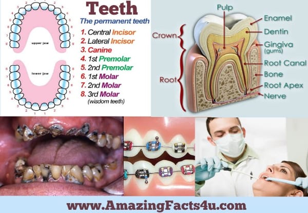 amazing-facts-teeth