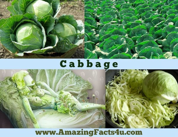 Amazing Facts Cabbage