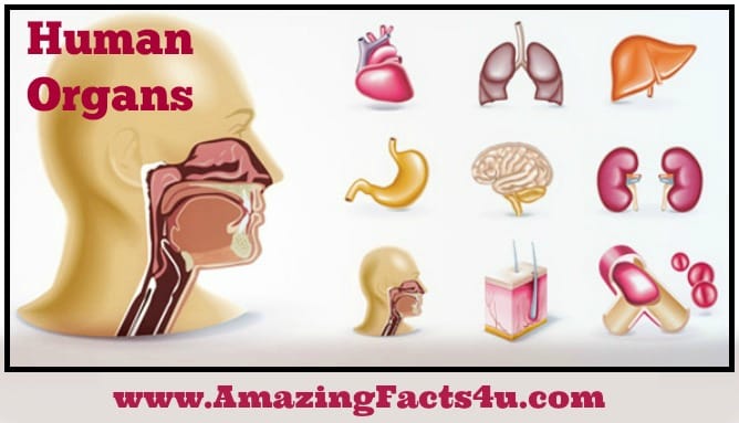 Human Organs - Amazing Facts 4 u