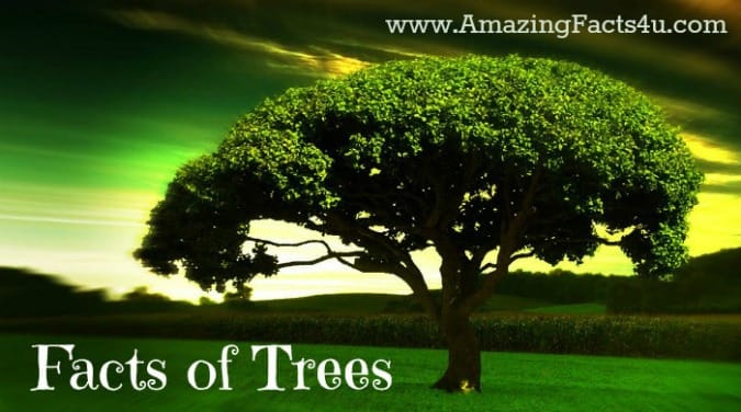 Trees - Amazing Facts 4 u