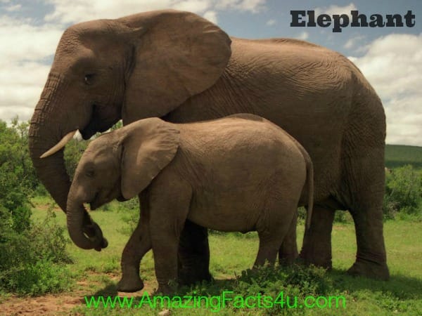 Elephant - Amazing Facts 4 u