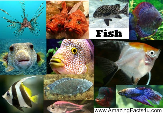 Fish - Amazing Facts 4 u