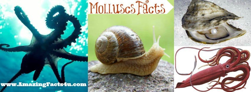 Molluscs - Amazing Facts 4 u