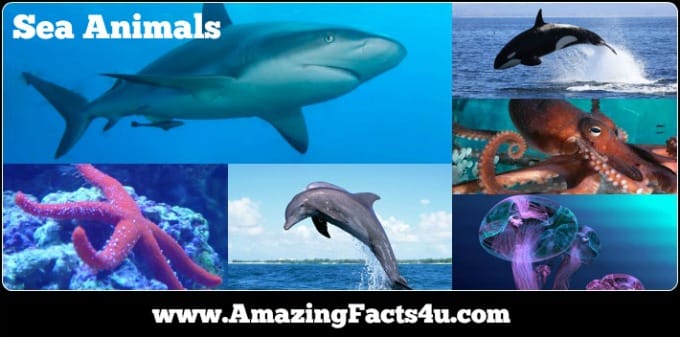 Sea Animals - Amazing Facts 4 u