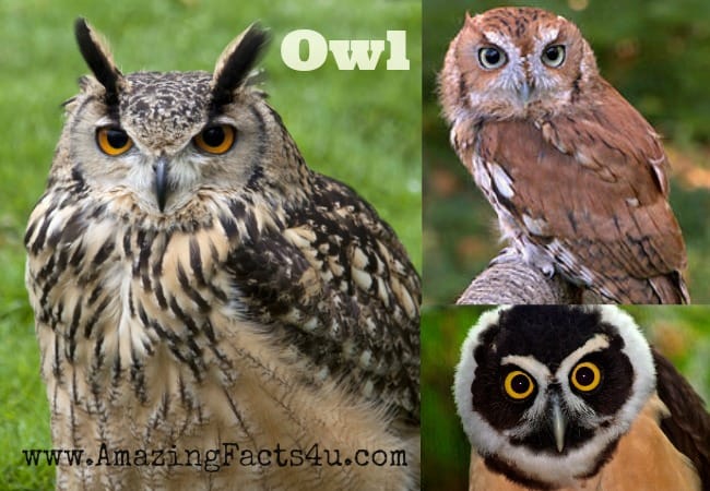 Owl - Amazing Facts 4 u