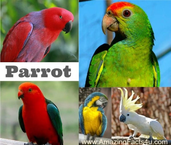 Parrot - Amazing Facts 4 u