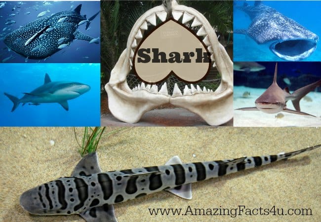 Shark - Amazing Facts 4 u