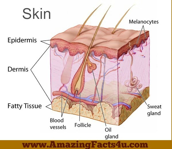 Skin - Amazing Facts 4 u