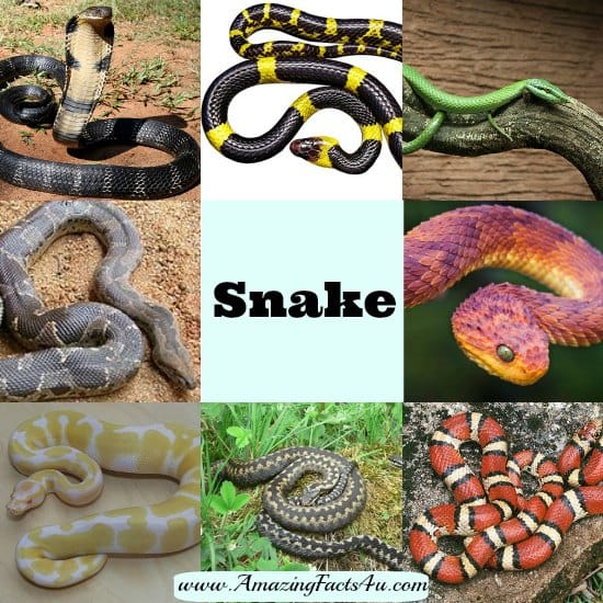 Snake - Amazing Facts 4 u