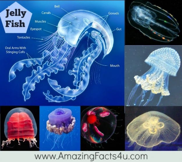 Jelly Fish - Amazing Facts 4 u