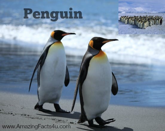 Penguin - Amazing Facts 4 u
