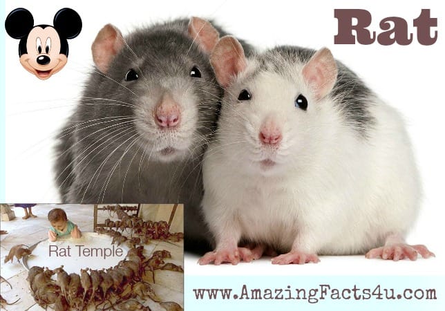 Rat - Amazing Facts 4 u