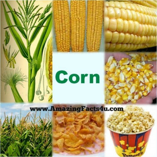 Corn - Amazing Facts 4 u