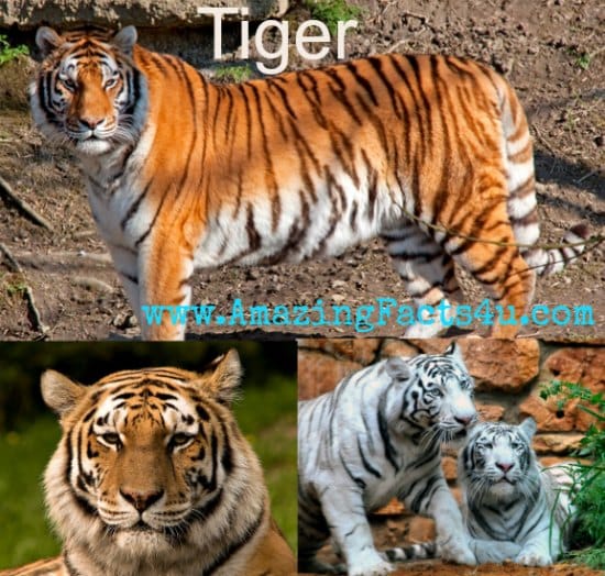 Tiger - Amazing Facts 4 u