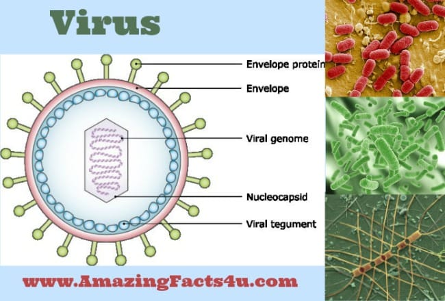 Virus - Amazing Facts 4 u