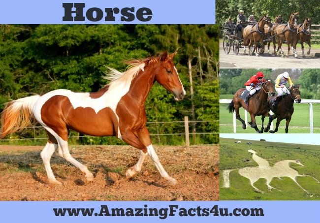 Horse - Amazing Facts 4 u