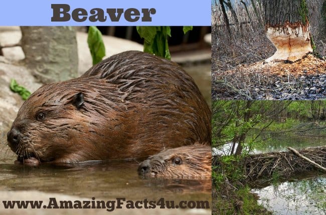 Beaver - Amazing Facts 4 u