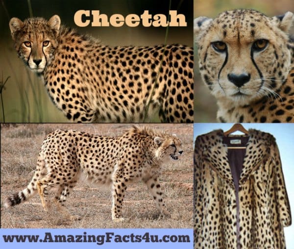 Cheetah - Amazing Facts 4 u