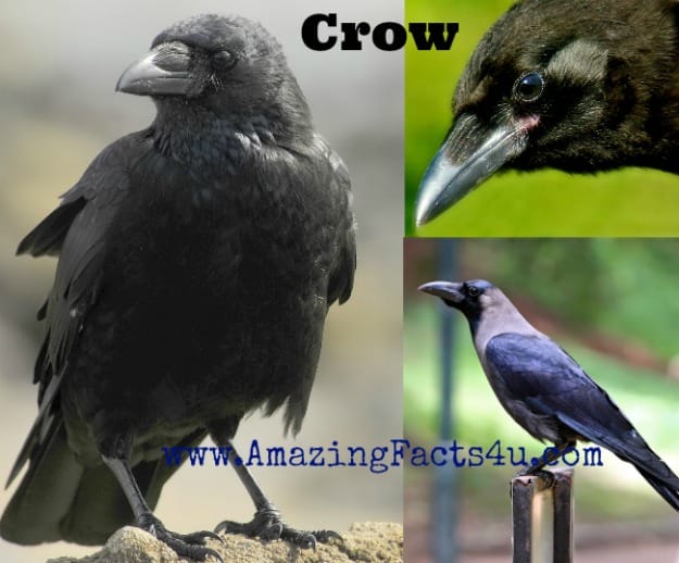 Crow - Amazing Facts 4 u