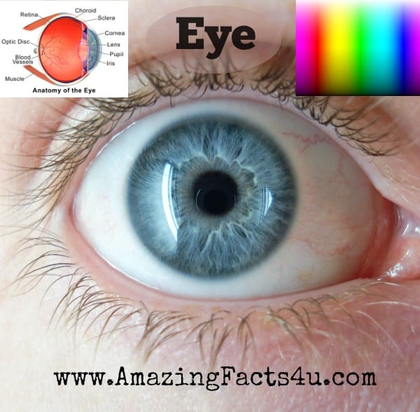 Eyes (Part 2) - Amazing Facts 4 u