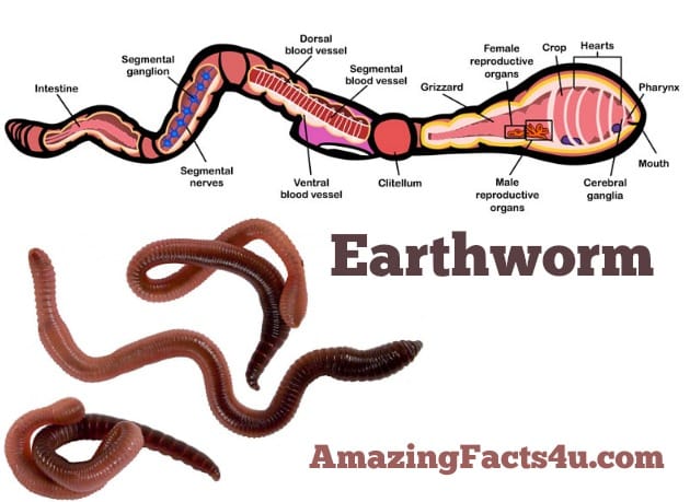 Earthworm Amazing facts