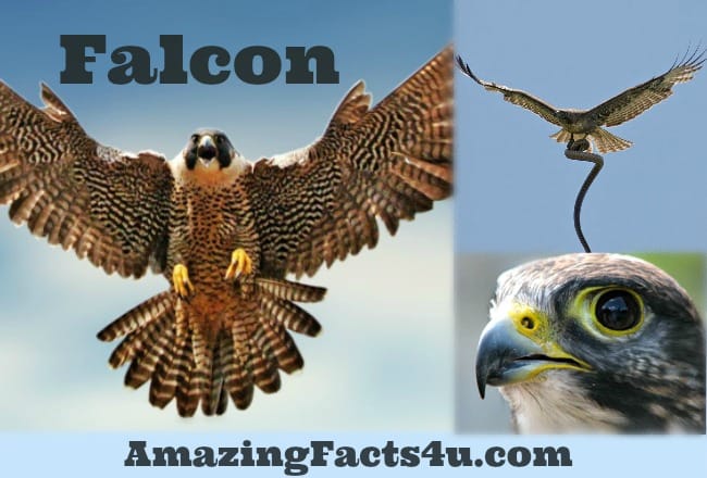 Falcon Amazing Facts