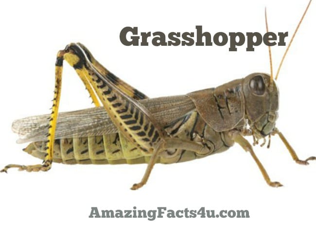 Grasshopper Amazing facts