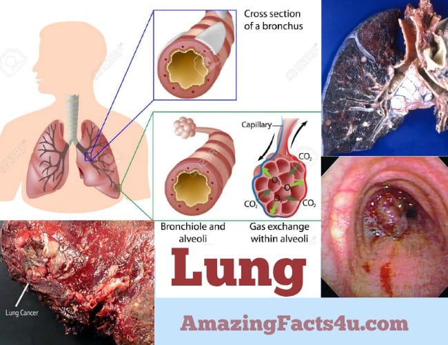 Lung Amazing Facts