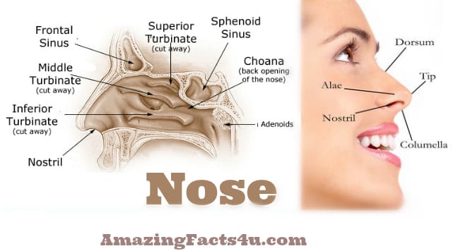 Nose Amazing facts